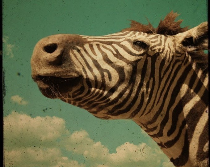 Melancholy Zebra 8x8 Inch Fine Art Photograph Signed Etsy