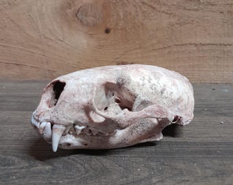 River Otter Skull