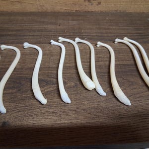 May include: A collection of ten white, curved, bone-like objects arranged on a wooden surface.