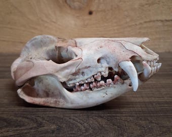 Opossum Skull