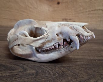 Opossum Skull