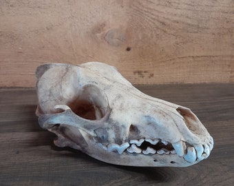Crâne de coyote