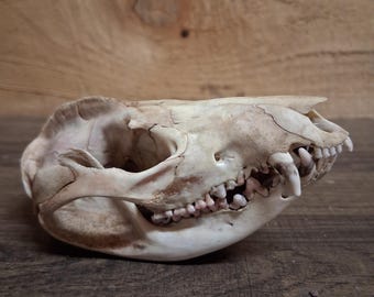 Opossum Skull