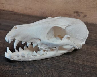 Gray fox skull
