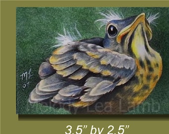 Baby Robin Bird Art by Melody Lea Lamb ACEO Print