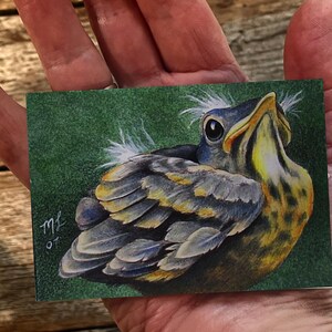 Baby Robin Bird Art by Melody Lea Lamb ACEO Print