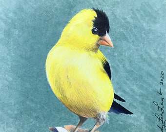 Framed Original Art, American Goldfinch Two, Colored Pencil, Bird Art, 12" x 12" By Melody Lea Lamb