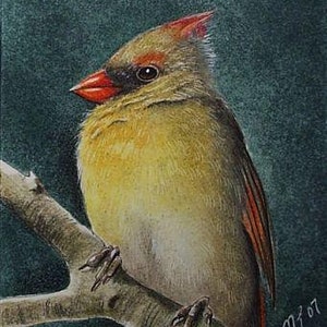 Arte en miniatura del pájaro cardenal de Melody Lea Lamb ACEO Prin