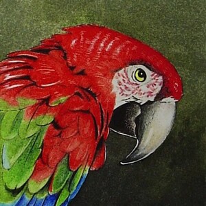 私のオリジナルのオウムの絵画からミニチュアプリント。ACEO by Melody Lea Lamb