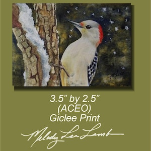Arte in miniatura di picchio uccello di inverno da Melody Lea agnello ACEO Print