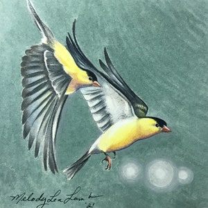 Framed Original Art, American Goldfinch Five, Bird, Colored Pencil, 12 x 12 By Melody Lea Lamb image 1