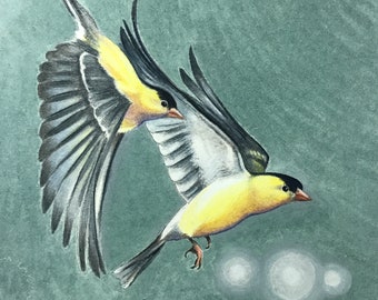 Framed Original Art, American Goldfinch Five, Bird, Colored Pencil, 12" x 12" By Melody Lea Lamb