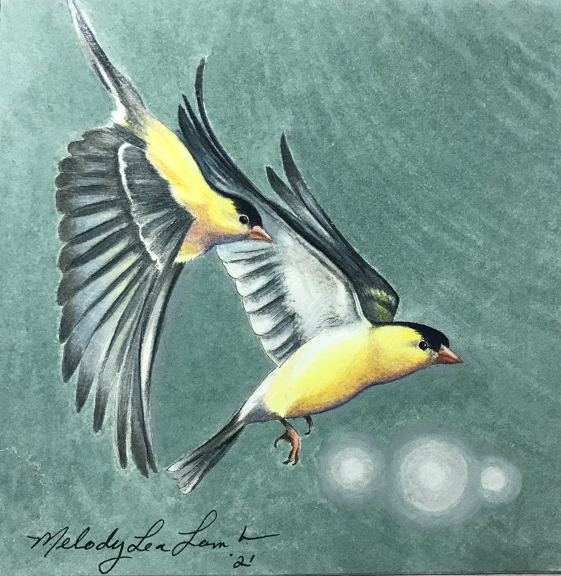 Framed Original Art, American Goldfinch Five, Bird, Colored Pencil, 12 x 12 By Melody Lea Lamb image 1