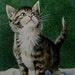 see more listings in the Mini Art: Cats and Mice  section