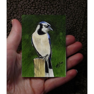 Bluejay Bird Art, Giclee Print from my Original Painting, ACEO