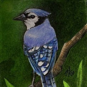 Blue Jay Bird arte in miniatura da Melody Lea agnello ACEO Print
