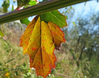 Orange Leaf Autumn in Europe Downloadable Digital Photography