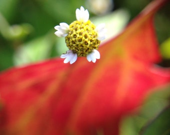 Mini Yellow and White Flower from Europe Downloadable Photography