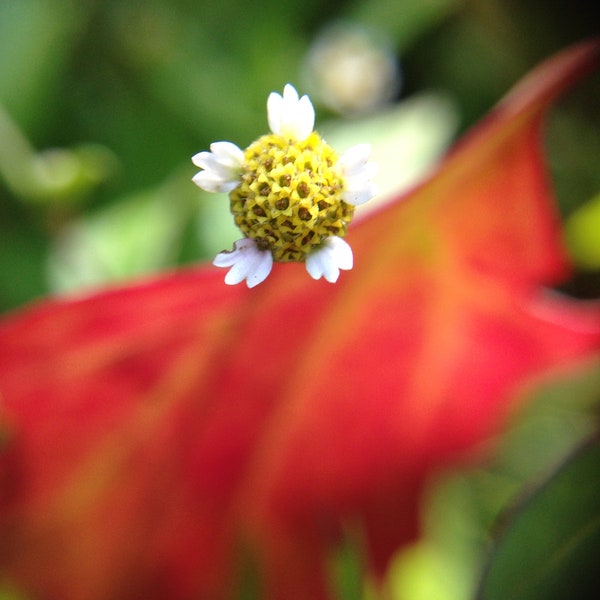 Mini Yellow and White Flower from Europe Downloadable Photography