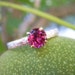 Owner of <a href='https://www.etsy.com/shop/ktstudio?ref=l2-about-shopname&from_page=listing' class='wt-text-link'>ktstudio</a>