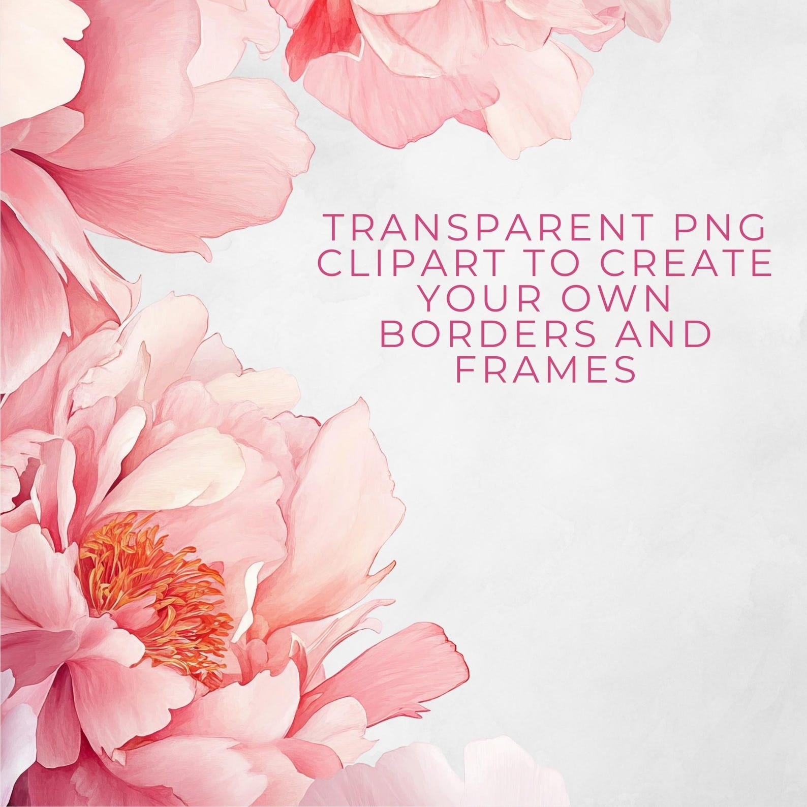 Pink Peonies Watercolor Clipart: Floral Borders & Frames (PNG Digital ...