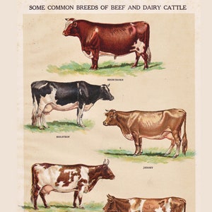 cow print, &#39;Breeds of Beef and Dairy Cattle&#39;, printable home decor, digital collage sheet no. 1091