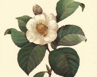 white camellia botanical print by Pierre Redoute, a printable digital download, no. 737
