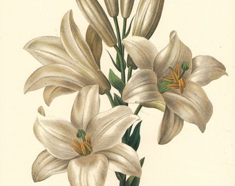 botanical digital download, a white lily by Pierre Redoute, floral printable art, digital image no. 1541