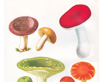 four different retro mushroom prints, mycology art, printable digital downloads, no. 875