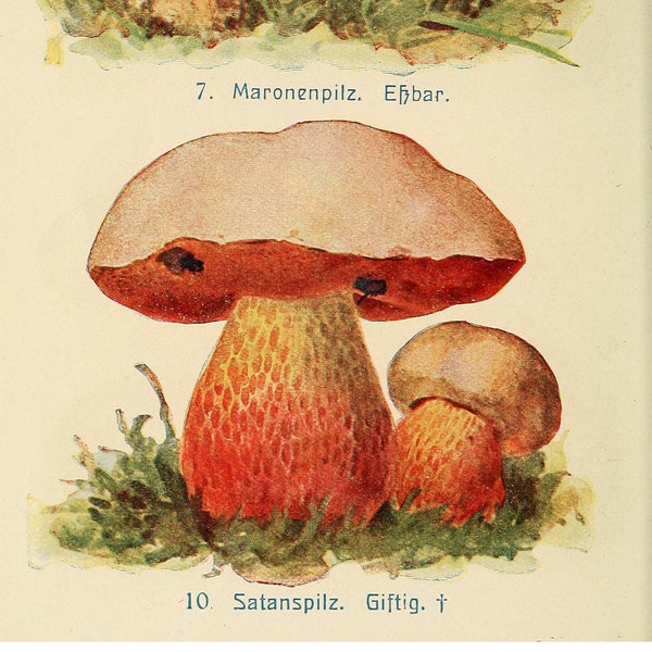 Pilze, Pilze, botanische Kunst aus Deutschland, fünf verschiedene Pilze, Pilze, Pilze Kunst