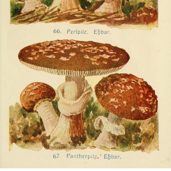printable mushrooms, botanical art made in Germany, five different digital prints, mycology, fungi art prints no 2014