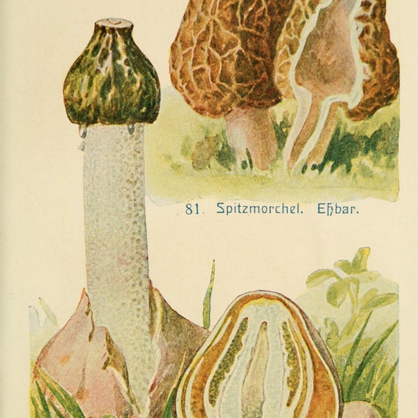 printable mushrooms, botanical art made in Germany, five different digital prints, mycology, fungi art prints no 2013
