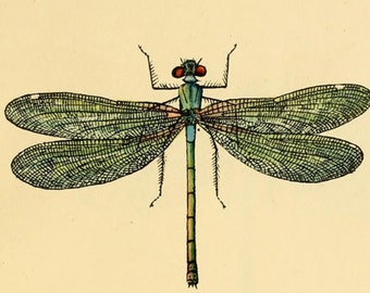 dragonfly art print, an antique scientific illustration, printable digital download no. 1404