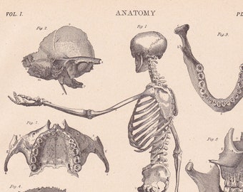 vintage skeleton print with skull and bones, antique medical art, a printable digital download no. 642.