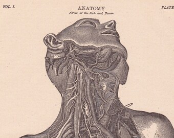 antique anatomy print of the nerves of the neck and thorax, vintage printable digital download no. 634.