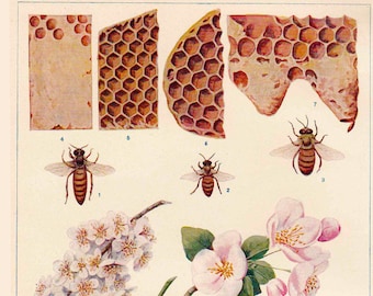 vintage bee print, with honeycomb, apiculture, beekeeping, printable digital image no. 94