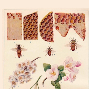 vintage bijenprint, met honingraat, bijenteelt, bijenteelt, afdrukbare digitale afbeelding nr. 94