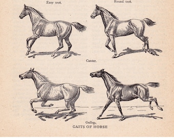 vintage horse print, Galloping Horses, 'Gaits of Horse', printable wall art, digital download no.  142