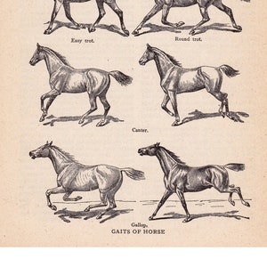 Puede incluir: Una ilustraci&oacute;n en blanco y negro que muestra las diferentes marchas de un caballo. Las marchas est&aacute;n etiquetadas: Walk, Pace, Easy Trot, Round Trot, Canter y Gallop. El pie de foto dice "GAITS OF HORSE".