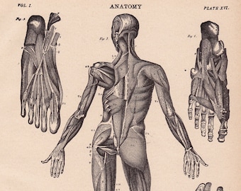 antique anatomy print, downloadable medical illustration, digital image no. 638