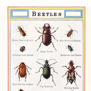 vintage insect print from the 1920&#39;s, a printable digital download, collage sheet no. 841