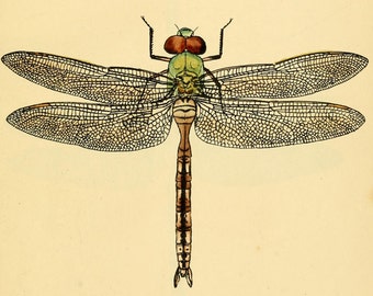 vintage dragonfly art print, printable digital download no. 1405.