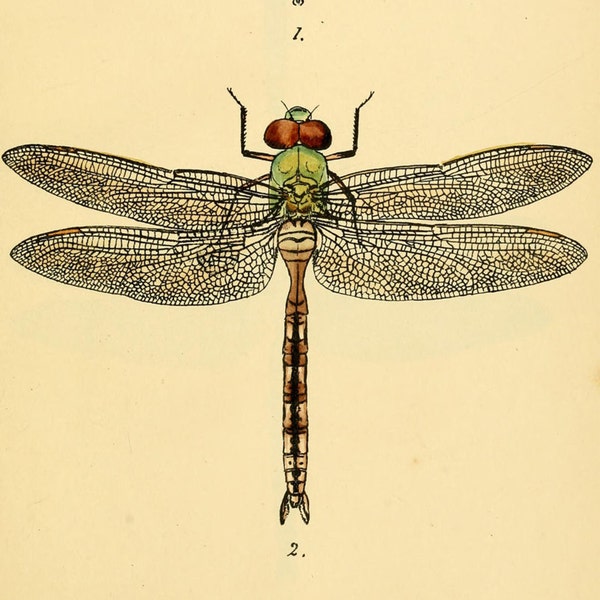vintage dragonfly art print, printable digital download no. 1405.