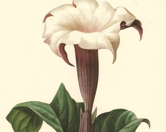 Moonflower botanical print, or white datura print by Pierre Redoute, digital download no. 1519