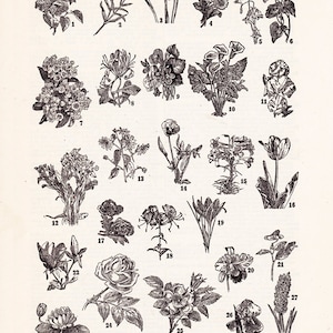 May include: A black and white illustration of 27 different types of flowers. The flowers are labeled with numbers and names, including lilac, carnation, narcissus, daisy, harebell, morning-glory, mountain-laurel, honeysuckle, violet, calla-lily, sweet pea, forget-me-not, artichoke, pansy, easter lily, tulip, poppy, tiger-lily, crocus, orchid, touch-me-not, magnolia, water-lily, cultivated rose, wild rose, iris, and hyacinth.