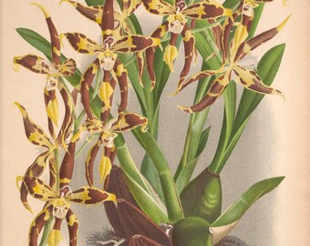 printable orchid art,  antique floral home decor, shabby chic wall decor, digital download, no. 1305