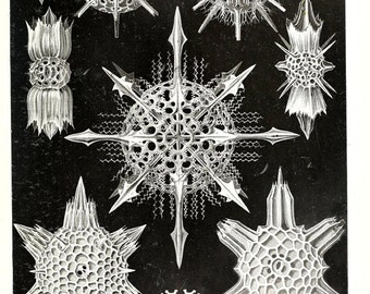 Ernst Haeckel art print of Acanthophracta, printable art, digital image no. 1695