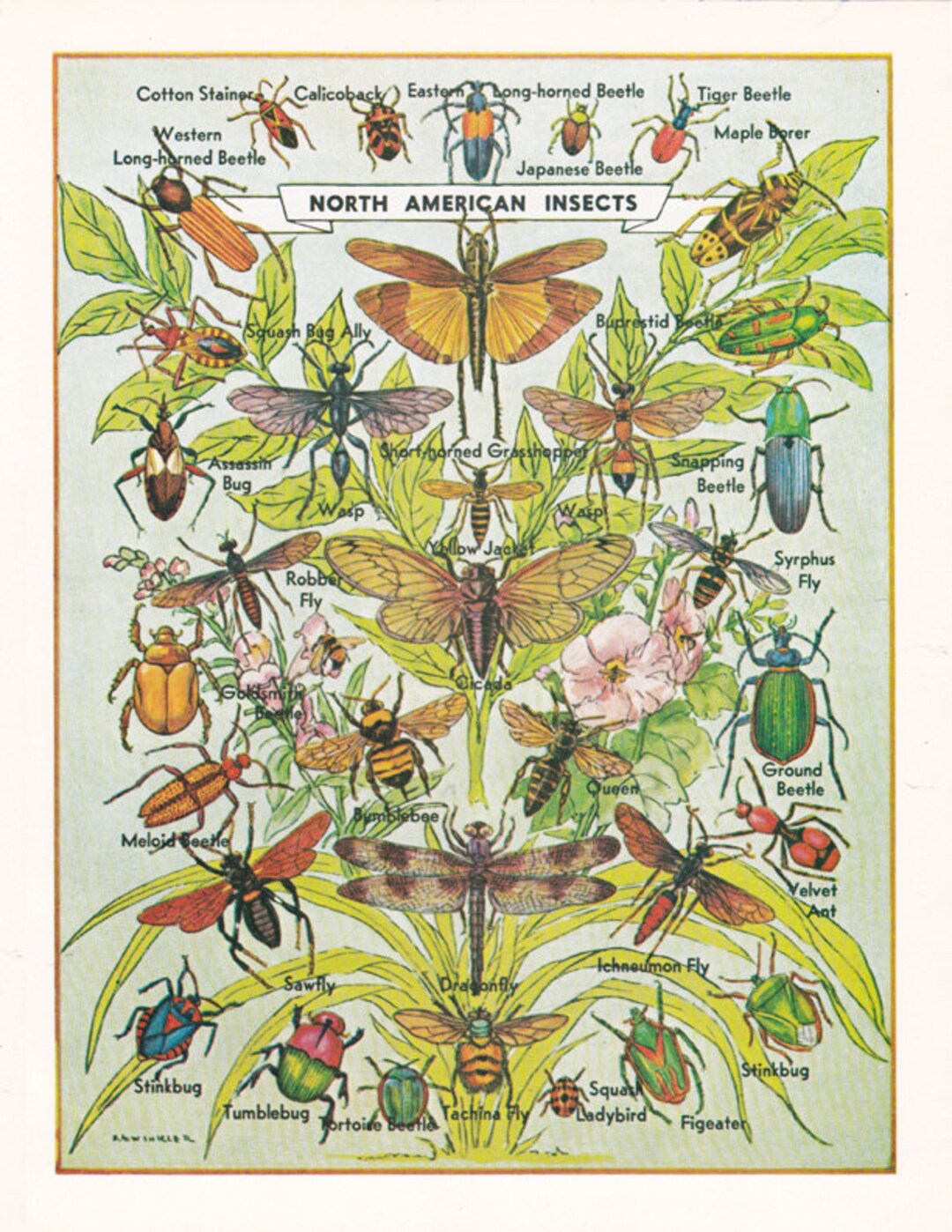 Vintage Insect Print, North American Insects, Printable Wall Art ...