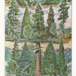 vintage tree print of American conifers or evergreens, a  printable digital image no. 1456