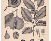 Nutmeg botanical print....instant download... Myristica moschata (Nutmeg) ...from 1904.. digital print  no. 654